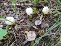 Paragymnopus perforans-amf1280-1